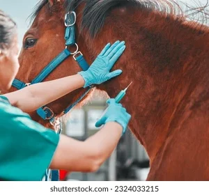 horse injectio